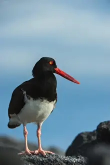 American Oystercatcher (Haematopus palliatus galapagensis) GALAPAGOS ISLANDS