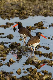Trending: American Oystercatcher (Haematopus palliatus) pair on oyster reef