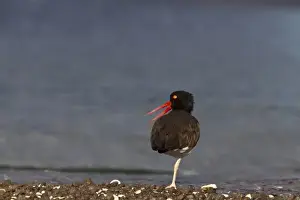 Sea Of Cortez Prints: American oystercatcher along the shoreline of Isla Carmen in the Gulf of California