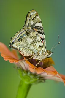 Images Dated 24th August 2005: American Painted Lady Butterfly