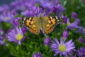 Images Dated 23rd August 2005: American Painted Lady Butterfly, Vanessa virginiensis