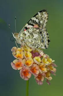 Images Dated 24th August 2005: American Painted Lady Butterfly, Vanessa virginiensis