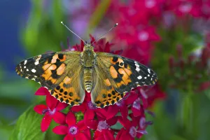 Floral And Botanical Prints: American Painted Lady butterfly on Penta, a subtropical plant that butterflies love to