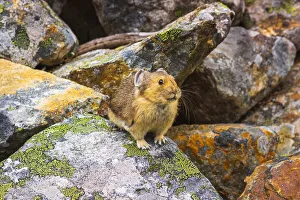Canada Collection: American Pika (Ochotona princeps), Jasper National Park, Alberta, Canada