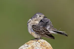 Preening Prints: American pipit preening, arctic tundra habitat, Alaska, USA