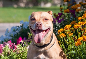 Images Dated 10th May 2010: American Pit Bull in flowers