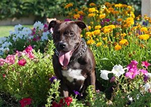 American Pit Bull in flowers