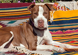 Strength Prints: American Pit Bull lying on blankets