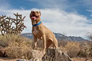 Cactus Prints: An American Pitt Bull Terrier dog standing on a rock looking regal with the Sandia