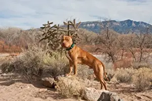 Terrier Prints: An American Pitt Bull Terrier dog standing on small rock in front of the Sandia Mountain