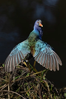 Marsh Prints: American purple gallinule drying wings