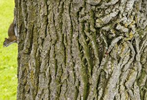 Squirrel Prints: American red squirrel, Tamiasciurus hudsonicus, pine squirrel, fairydiddles, Edwards