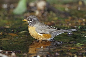 Bathing Prints: American Robin (Turdis migratorius) bathing, Tower Grove Park, St. Louis MO