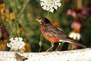 American Robin (Turdis migratorius) on birch fence near flower garden, Marion Co. IL