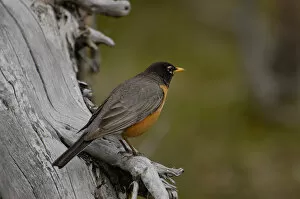 Images Dated 23rd May 2005: American Robin (Turdus migratorius) Devils Tower National Monument
