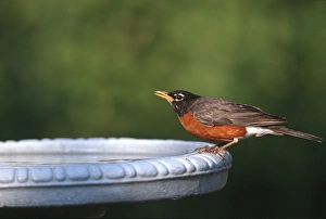 Images Dated 29th October 2015: American Robin (Turdus migratorius) at bird bath Marion Co. IL