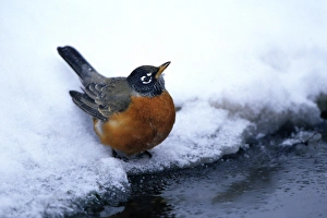 Images Dated 29th October 2015: American Robin (Turdus migratorius) at bird bath / water in winter, Marion Co. IL