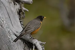 American Robin (Turdus migratorius) Devils Tower National Monument