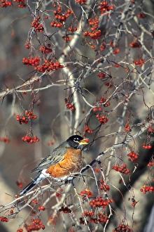 Images Dated 29th October 2015: American Robin (Turdus migratorius) eating hawthorn berry, Sangamon Co. IL