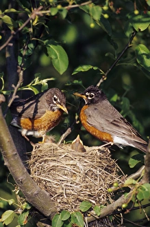 Images Dated 22nd December 2015: American Robin (Turdus migratorius) male and female at nest in Crabapple tree (Malus sp