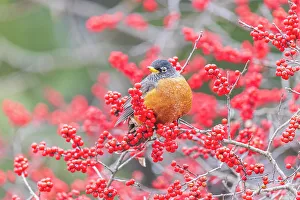 Berry Prints: American robin in winterberry bush, Marion County, Illinois