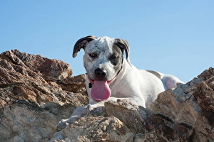 American Staffordshire Terrier Puppy Portrait