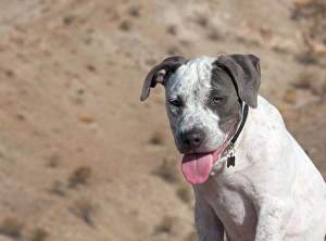 Silver Prints: American Staffordshire Terrier Puppy Portrait
