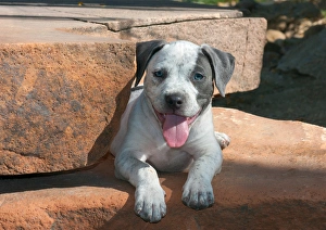Images Dated 13th May 2013: American Staffordshire Terrier Puppy Portrait