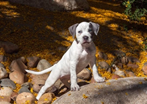Images Dated 13th May 2013: American Staffordshire Terrier Puppy Portrait