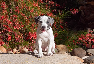 Silver Prints: American Staffordshire Terrier Puppy sitting on a boulder with red flowers