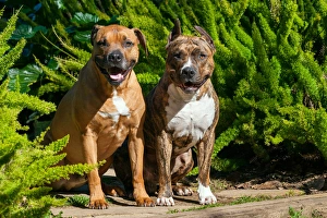 Images Dated 23rd February 2007: Two American Staffordshires sitting on garden path
