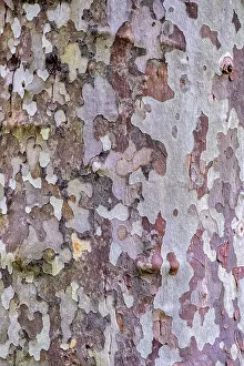 Sycamore Prints: American sycamore tree bark