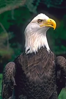 Images Dated 15th April 2005: American Symbol of Freedom The Bald Eagle in the Wild