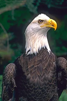 Images Dated 15th April 2005: American Symbol of Freedom The Bald Eagle in the Wild