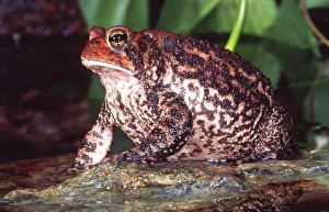 Toad Prints: American Toad, Bufo americanus, Eastern US