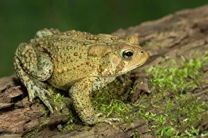 Images Dated 1st July 2004: American toad on log Bufo americanus Eastern US Maresa Pryor