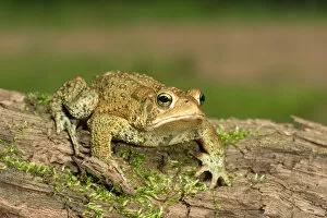 Images Dated 1st July 2004: American toad on log Bufo americanus Eastern US Maresa Pryor