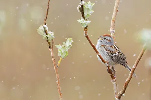 Sub Arctic Prints: American tree sparrow, Alaskan spring