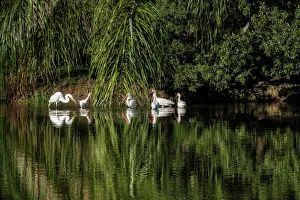 Wading Prints: American white ibis (Eudocimus albus)