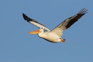 Wetlands Prints: American White Pelican