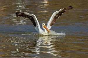 Clinton County Prints: American White Pelican coming in for a landing, Clinton County, Illinois