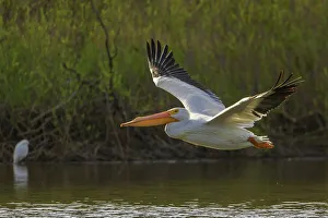 Images Dated 16th January 2023: American white pelican flyby, Southern California, USA