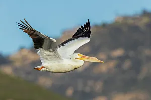 Images Dated 16th January 2023: American white pelican flyby, Southern California, USA