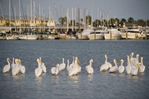 American White Pelican, Pelecanus erythrorhynchos, Coastal South Texas, Texas, USA