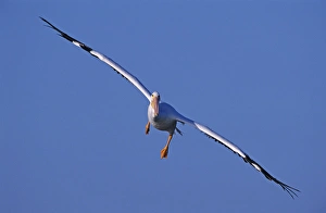 Images Dated 19th October 2007: American White Pelican, Pelecanus erythrorhynchos, adult in flight, Rockport, Texas