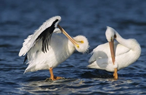 Images Dated 19th October 2007: American White Pelican, Pelecanus erythrorhynchos, adults preening, Rockport, Texas
