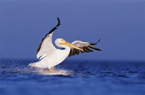 Images Dated 12th February 2010: American White Pelican, Pelecanus erythrorhynchos, adult in flight landing, Rockport
