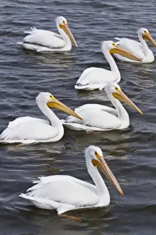 American White Pelican (Pelecanus erythrorhynchos) feeding flock on Aransas Bay, Texas