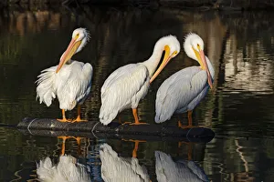 Preening Prints: American White Pelican (Pelecanus erythrorhynchos) preening and resting