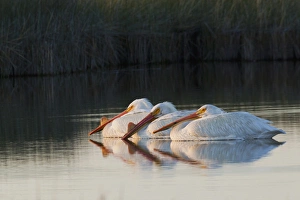 Wetlands Prints: American White Pelicans